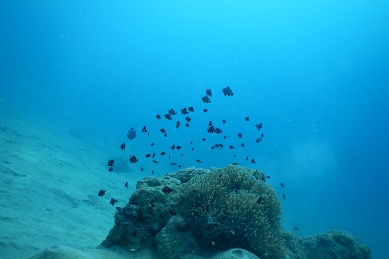 Cavalli Islands